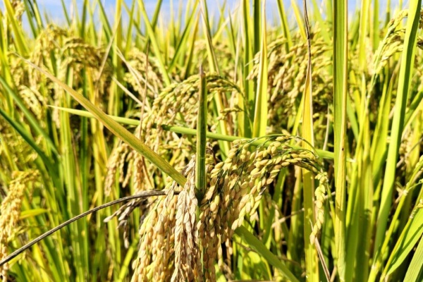 2025年农业补贴政策官方解读：这些关键点你需要了解