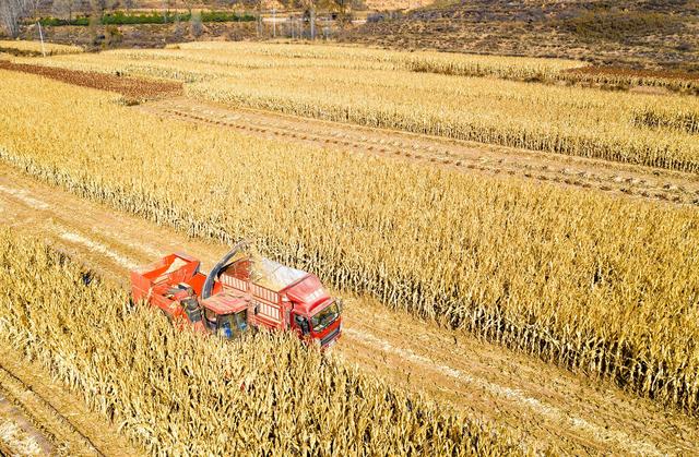 应对持续阴雨，山西打响秋粮&ldquo;抢收抢种&rdquo;攻坚战