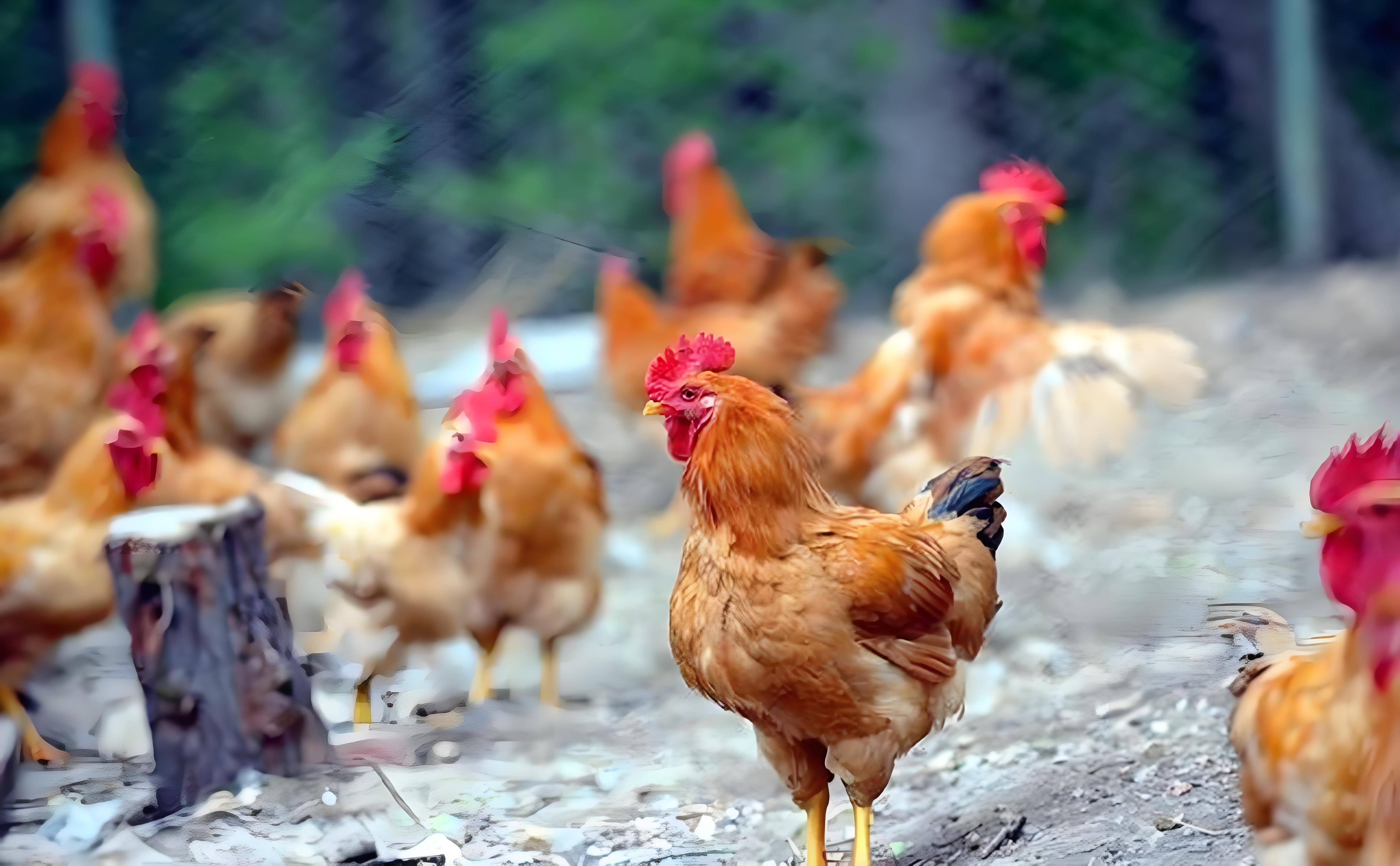 鸡群闹寄生虫怎么办？这份防治指南请收好