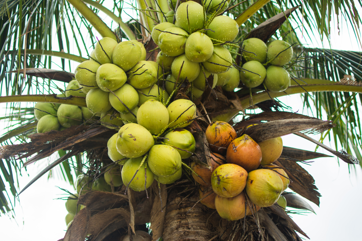 椰子有什么种植技巧？如何种植椰子？
