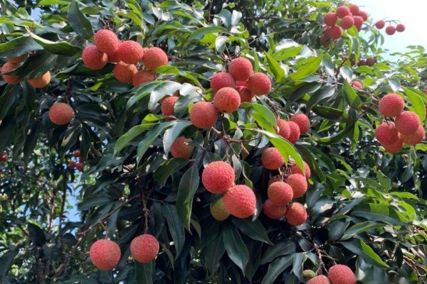 北方可以种荔枝吗？荔枝能在北方结果吗？