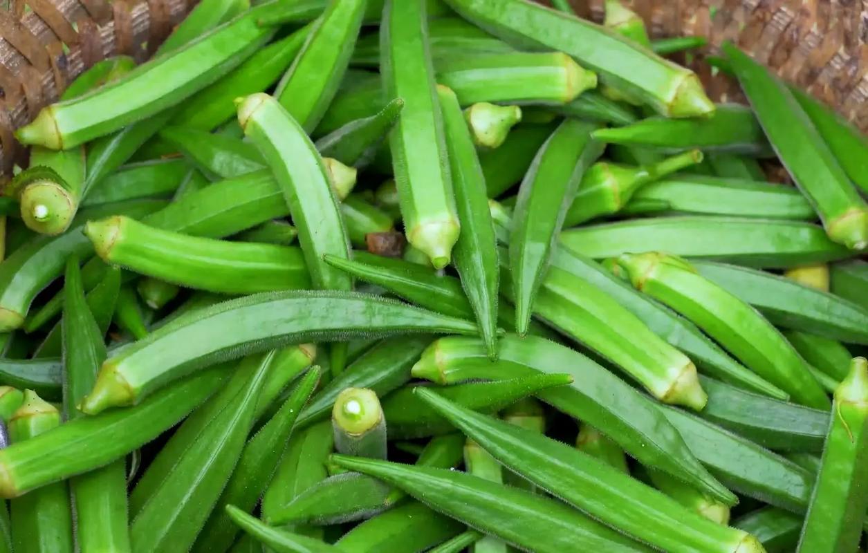 秋葵怎么种?种秋葵有什么技巧?