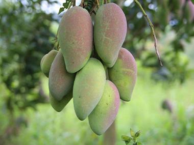 芒果高产有什么技巧？从选地到采后，手把手教你种出&ldquo;金元宝&rdquo;