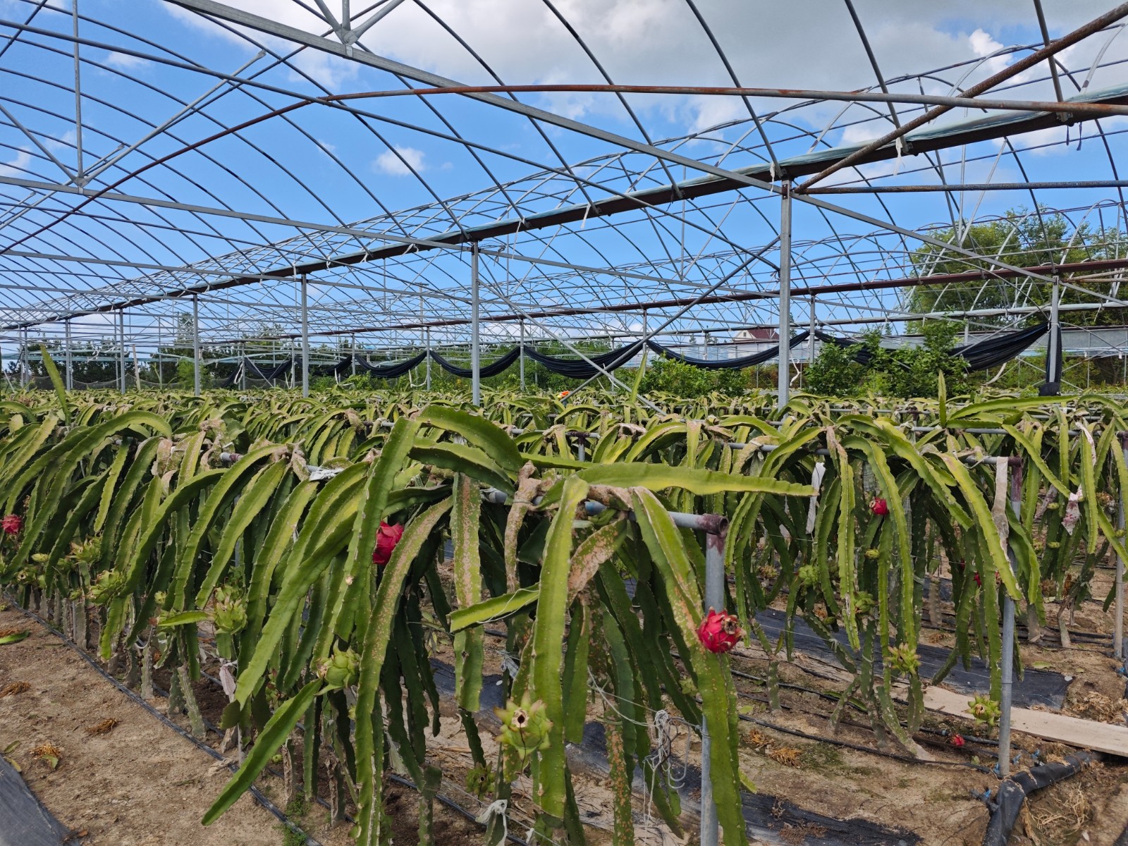 北方大棚里的&ldquo;火龙果革命&rdquo;：8人管150亩，年入数百万的种植新模式