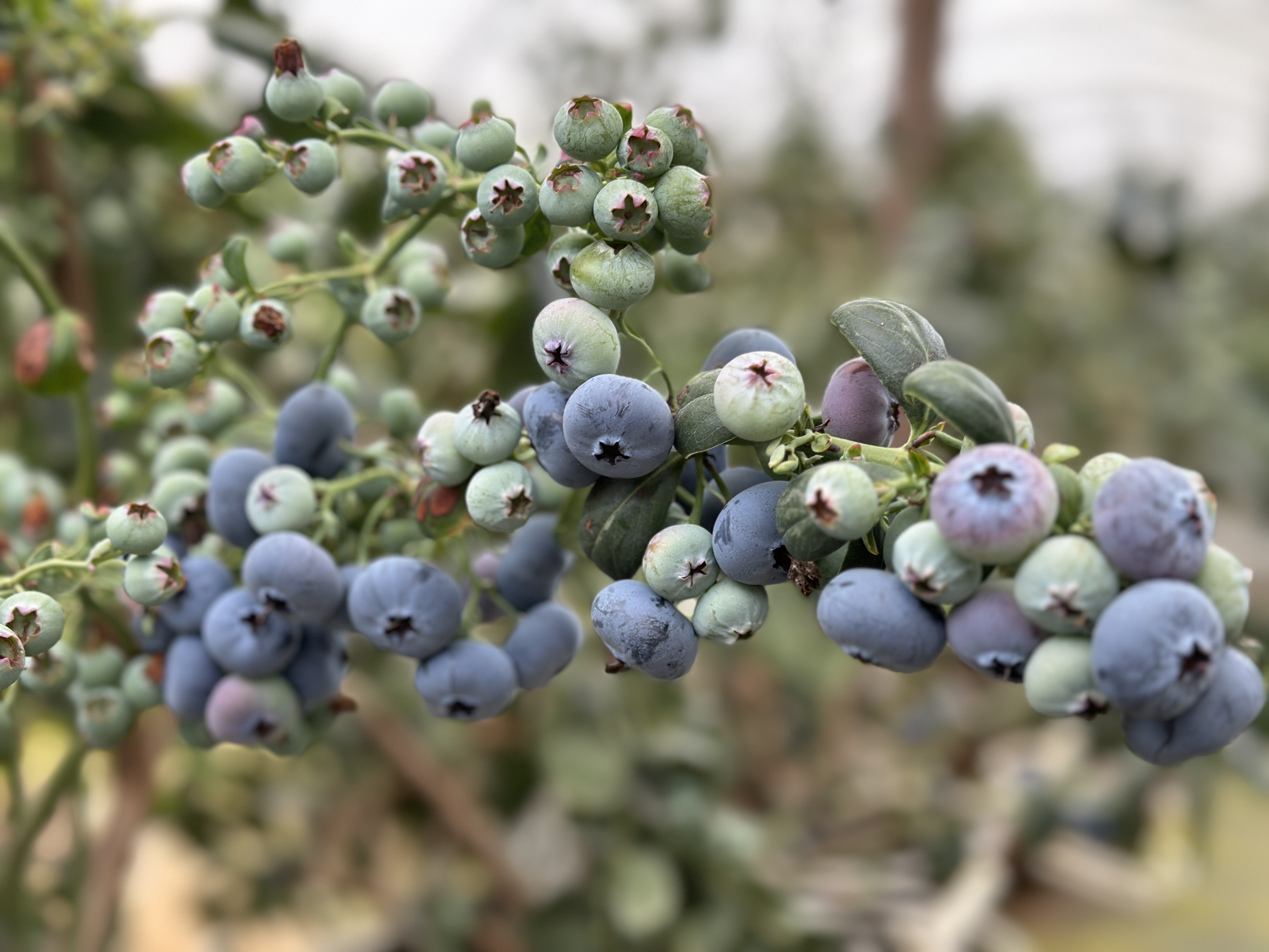 蓝莓一年能结几次果？果农的经验分享