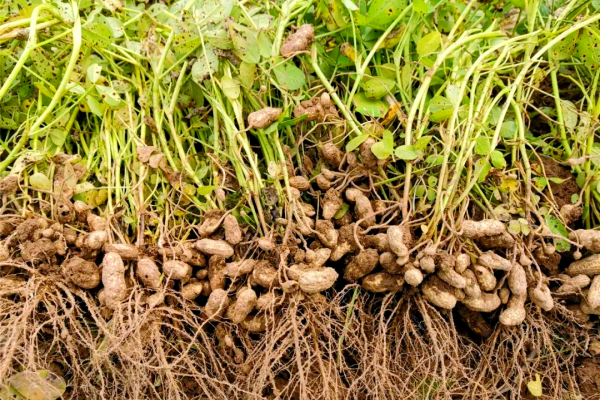 2025年花生价格预测+老农亲测有效的高产秘诀