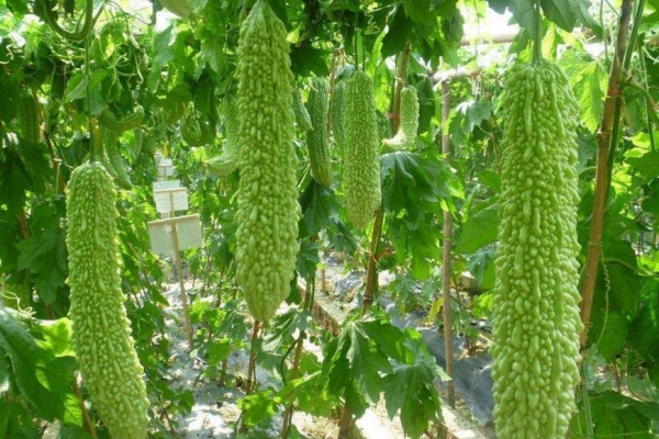 苦瓜高产有什么秘诀?苦瓜高产的方法有哪些?