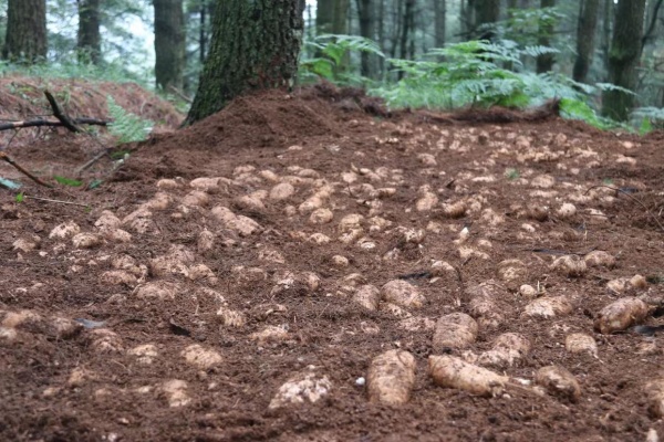天麻怎么种植?种植天麻有什么技巧和方法?