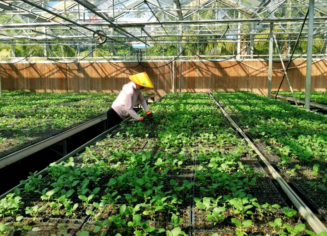 三亚冬种瓜菜正当时:良种良法织就“绿色增收图”