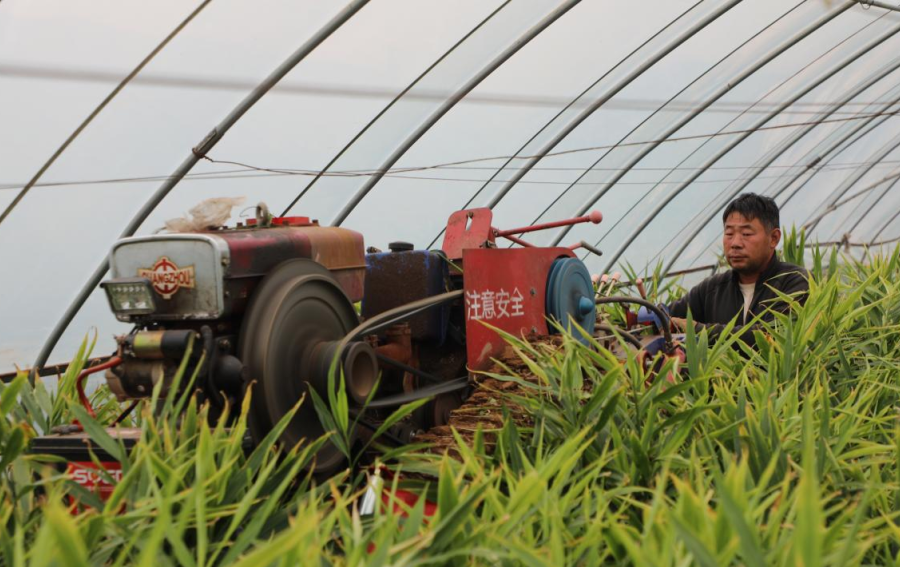 涞水生姜全链条升级：从冷棚种植技术优化到姜种研发 助力乡村振兴