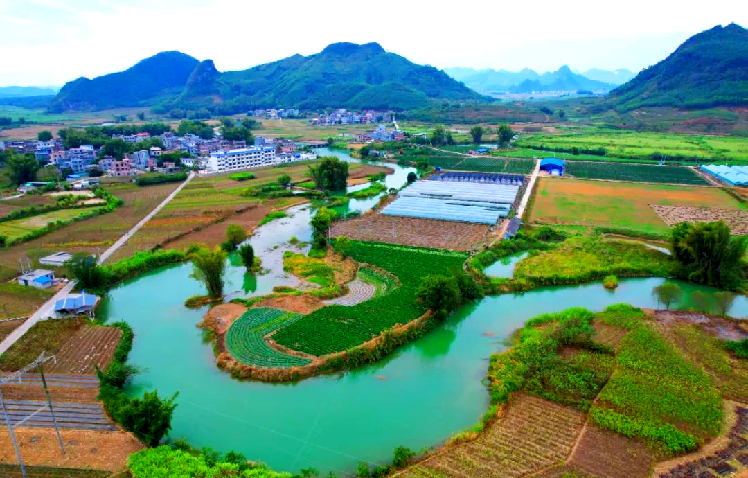 昔日贡品“忻城糯玉米”身价倍增,品牌化战略叩开湾区大门