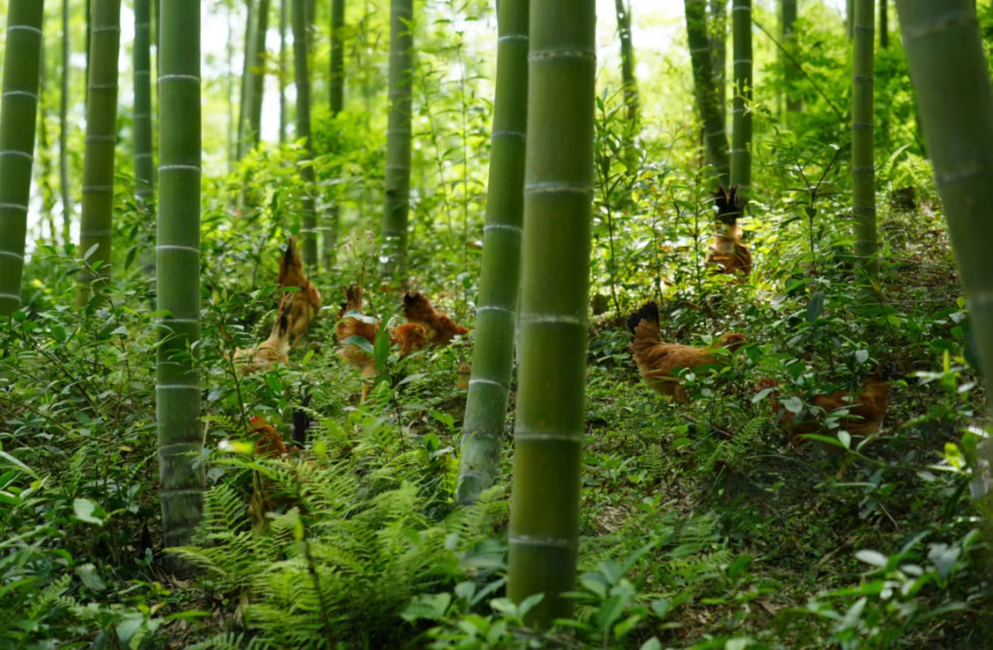 竹林养鸡两代传承，生态品质赢得远方订单