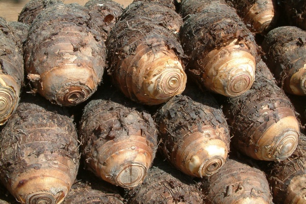 怎么种植芋头？种芋头有什么技巧？老芋农的5个私藏诀窍