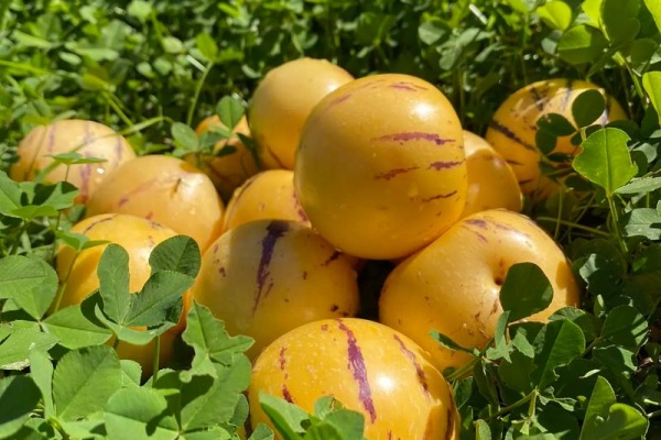 北方人参果种植攻略：25年经验老农分享5大技巧，亩产轻松翻倍不是梦