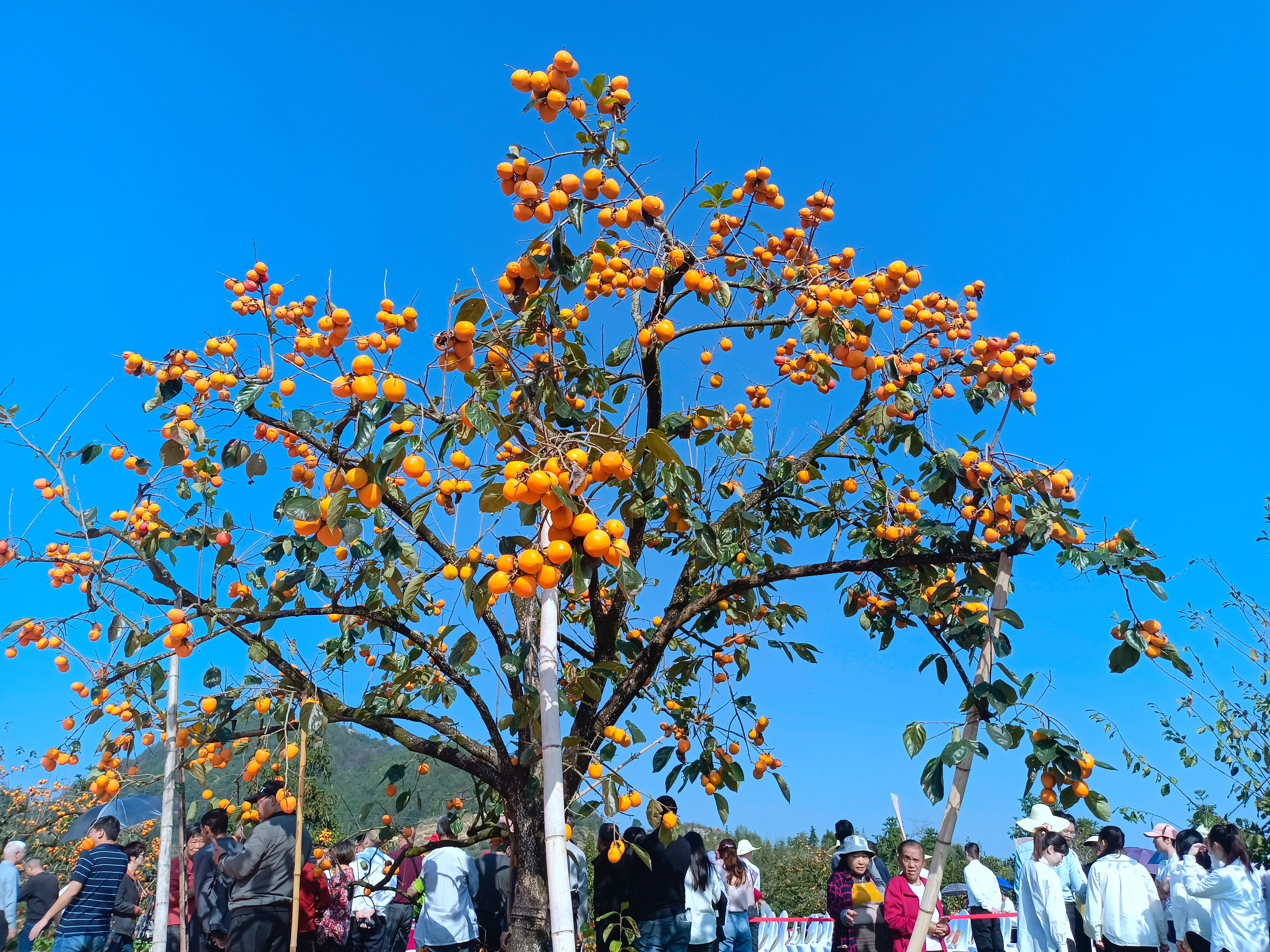 古田利洋村：一颗炮弹柿的甜蜜“致富经”