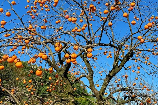 柿子树施肥方法：一年四季这样施肥，果实又大又甜