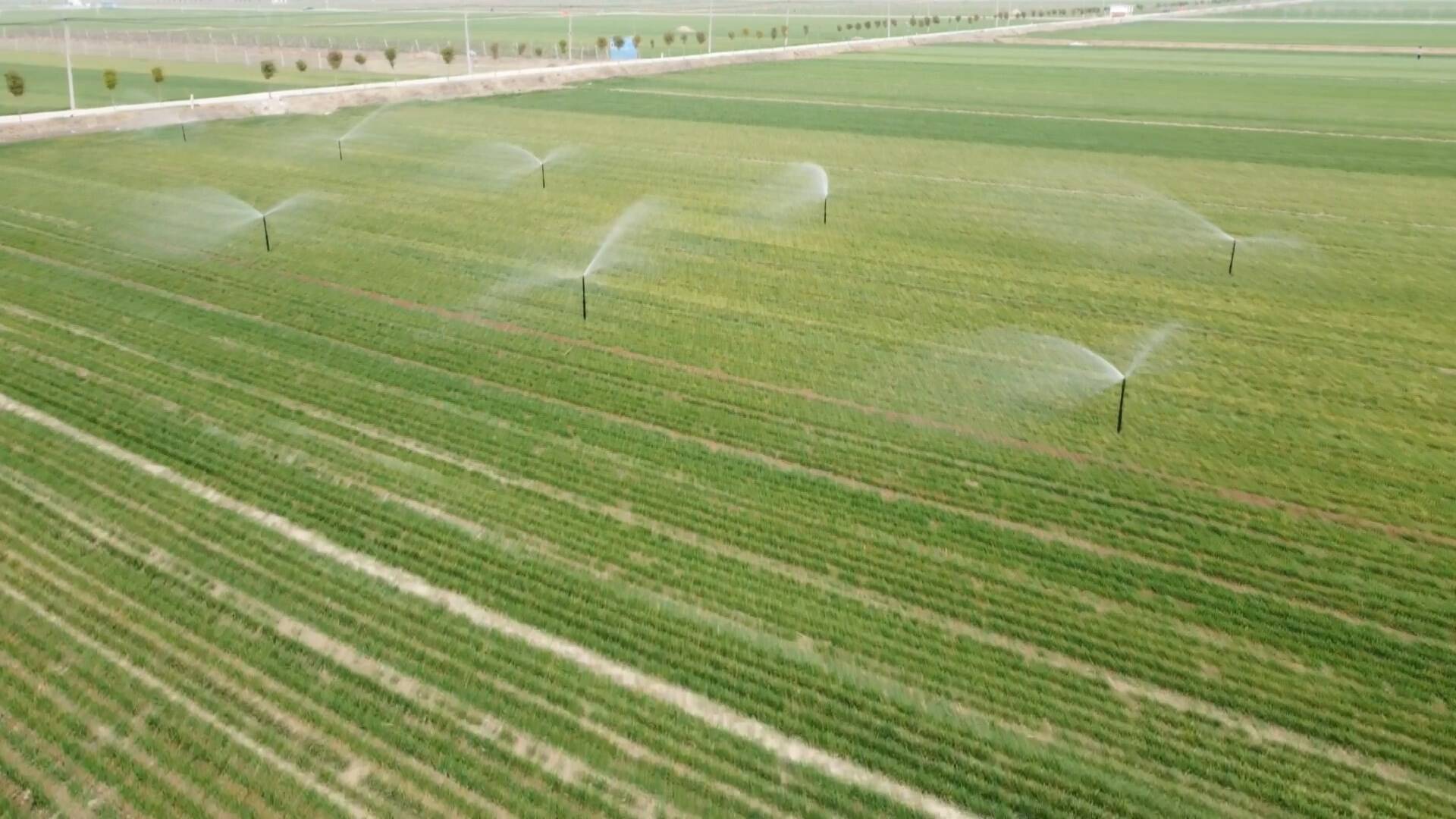 秋粮抢收进行时：农业保险为农民撑起&ldquo;保护伞&rdquo;