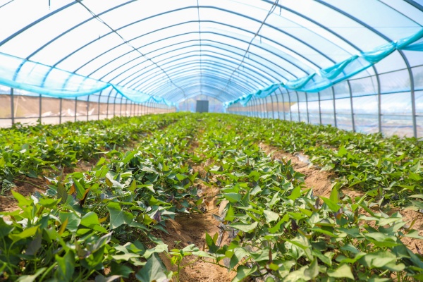 种红薯怕虫咬怎么办?有什么防虫方法?