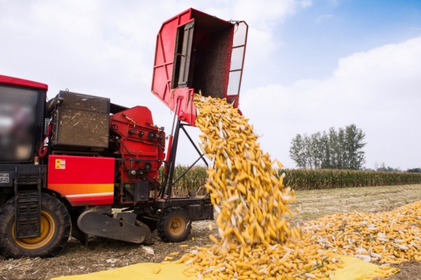 河南秋收进行时：阴雨天气下的“抢粮”攻坚战