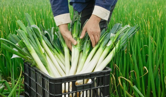 老农教你大葱冬季保存秘籍:科学方法让大葱保鲜更长久