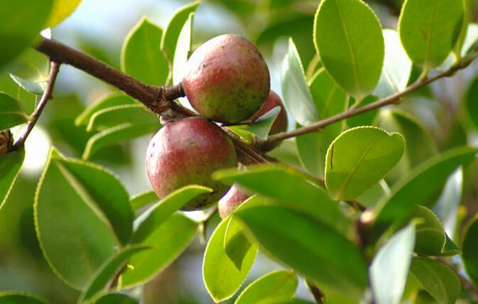 广东龙川油茶迎丰收:49.5万亩油茶果进入采摘季