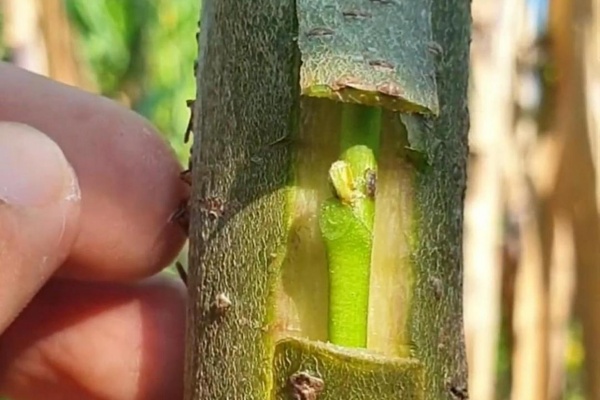 苹果树怎么嫁接?苹果树嫁接有什么方法?