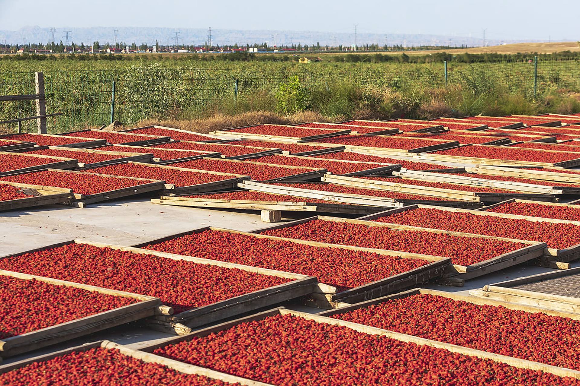 宁夏枸杞产业创新成果显著，科技赋能打造百亿级产业链