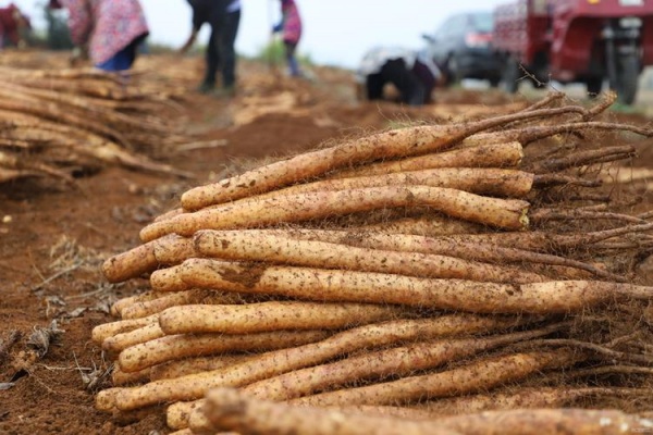 如何种植山药?种山药有什么技巧?