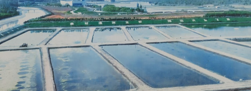 塔克拉玛干边缘的蓝色奇迹:澳洲淡水龙虾改写麦盖提产业版图