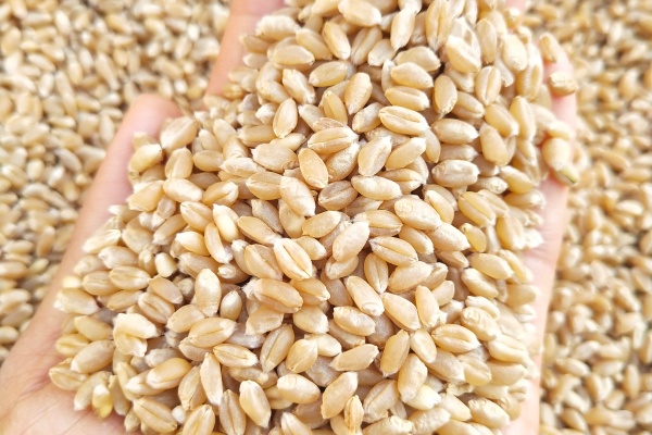 如何辨别真假种子?买种子要注意什么?