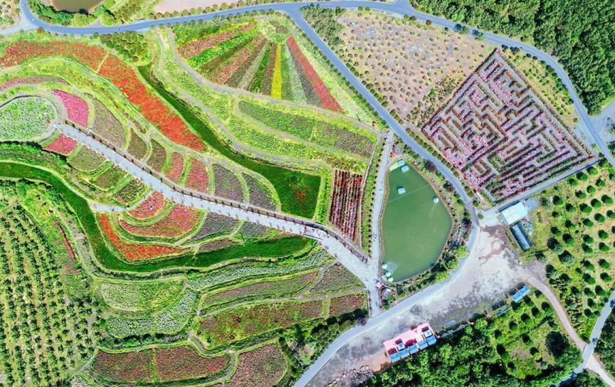 2025 年广水市马坪镇狮子岗村:党建推动茶旅融合 荒山变景区实现生态经济双收