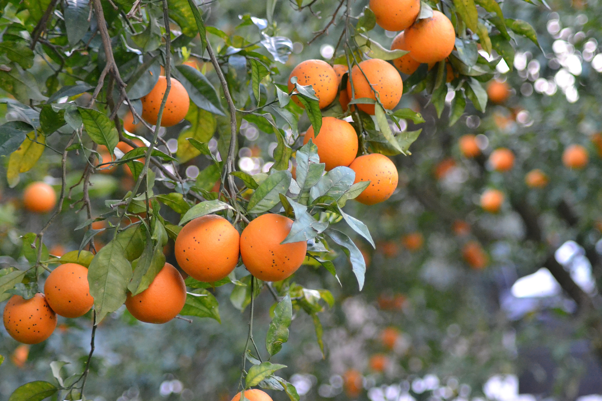 智慧农业在南宁：AI让种植更轻松、养殖更高效