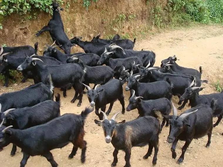 崇仁村:黑山羊养殖铺就乡村致富路