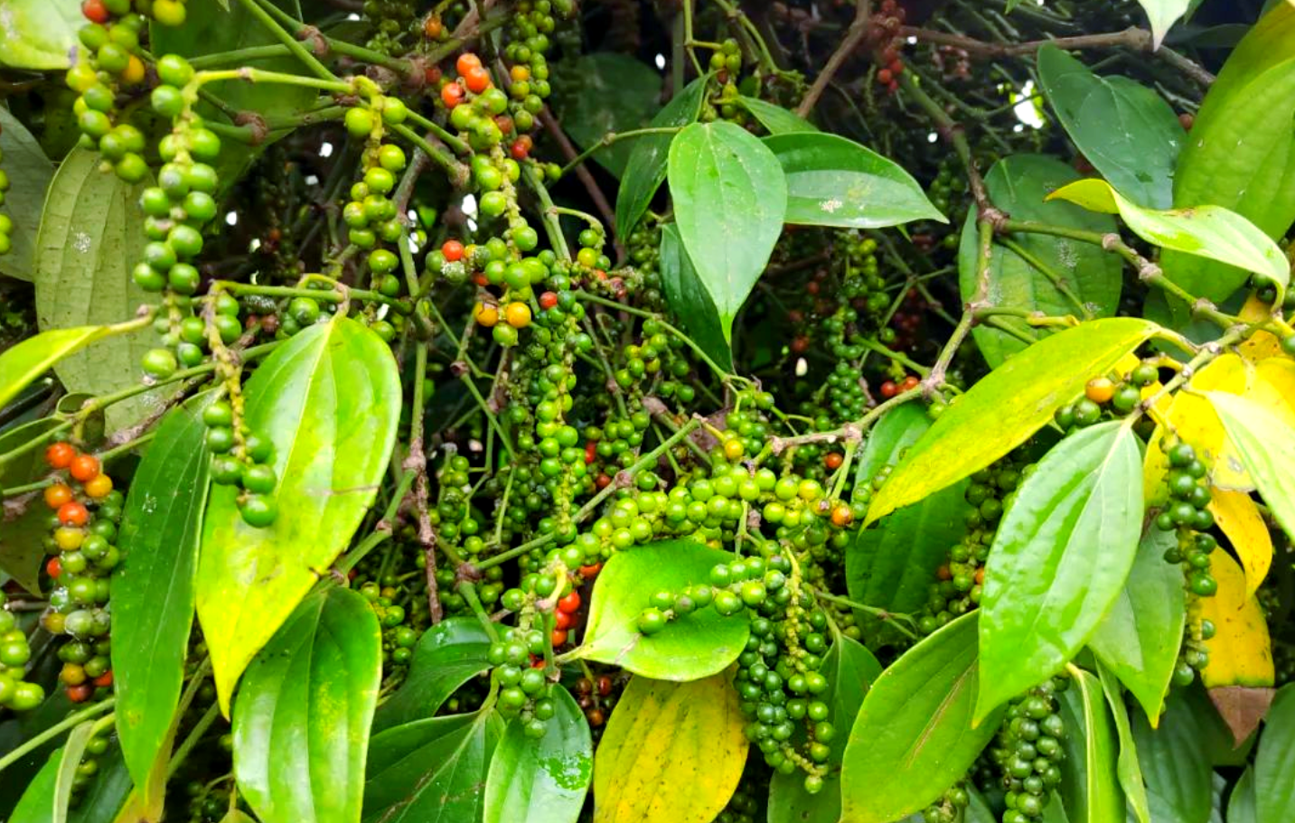 白胡椒成熟期全解析:从绿色果穗到乳白香料的40天关键窗口