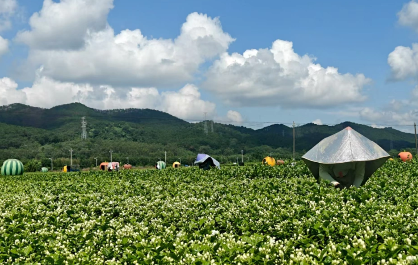 电力赋能广西农业现代化:智慧电网助力特色产业高质量发展