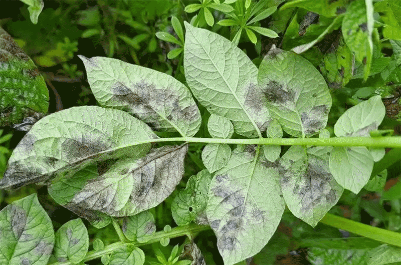 马铃薯晚疫病重发区在哪？抓住这三个关键防治期，减产损失能减半