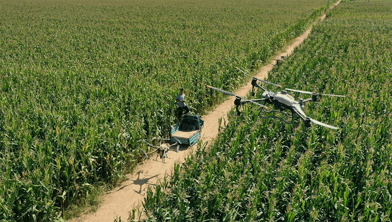 玉米&ldquo;一喷多促&rdquo;技术：心叶末期至灌浆初期的操作要点