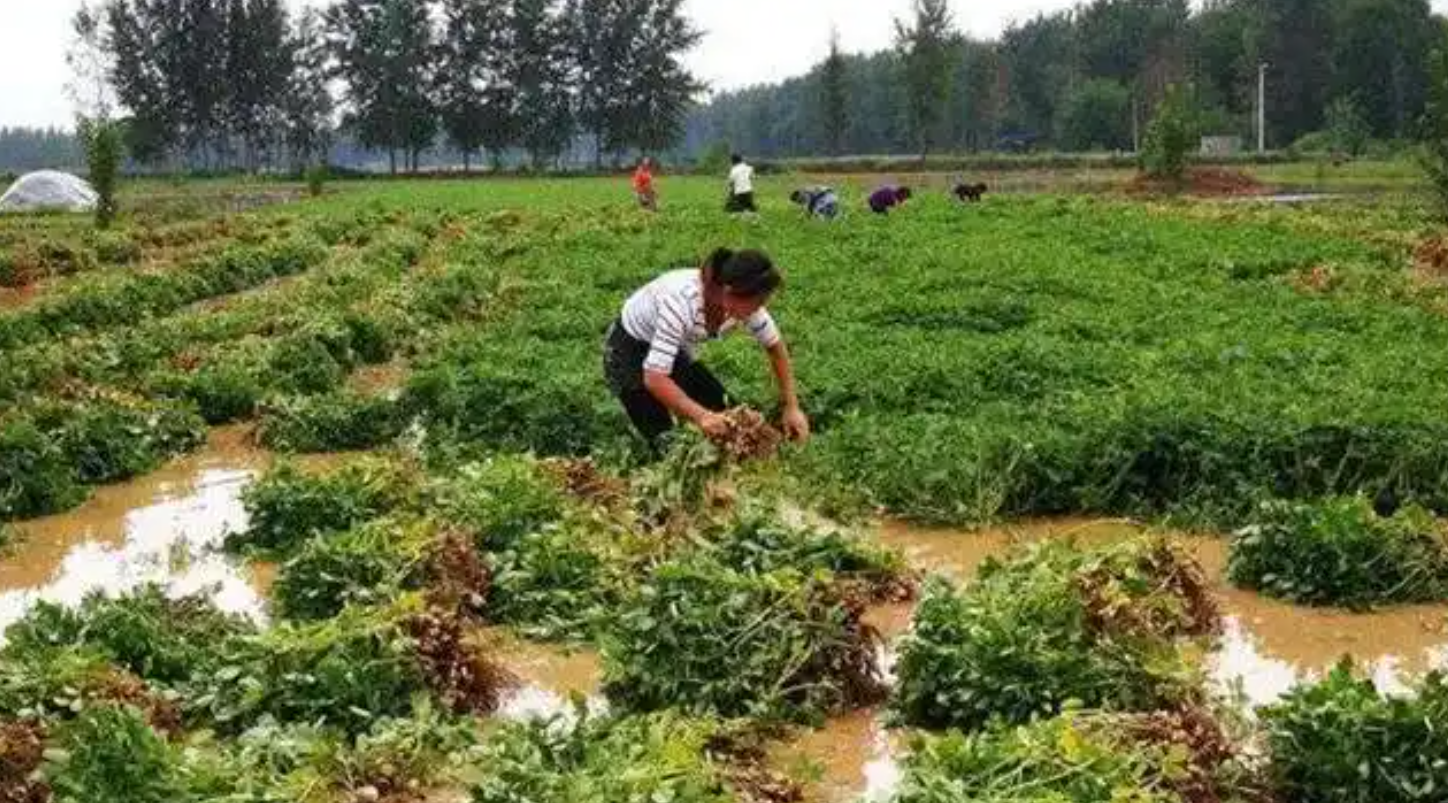 花生等油料作物在收获期遇连阴雨,如何防止霉变,保障品质?