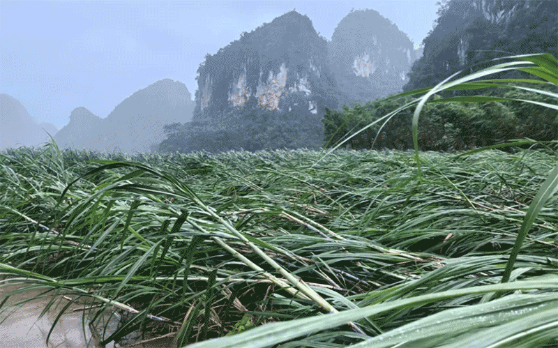 甘蔗等作物受台风影响倒伏后，有哪些灾后恢复和补救措施？