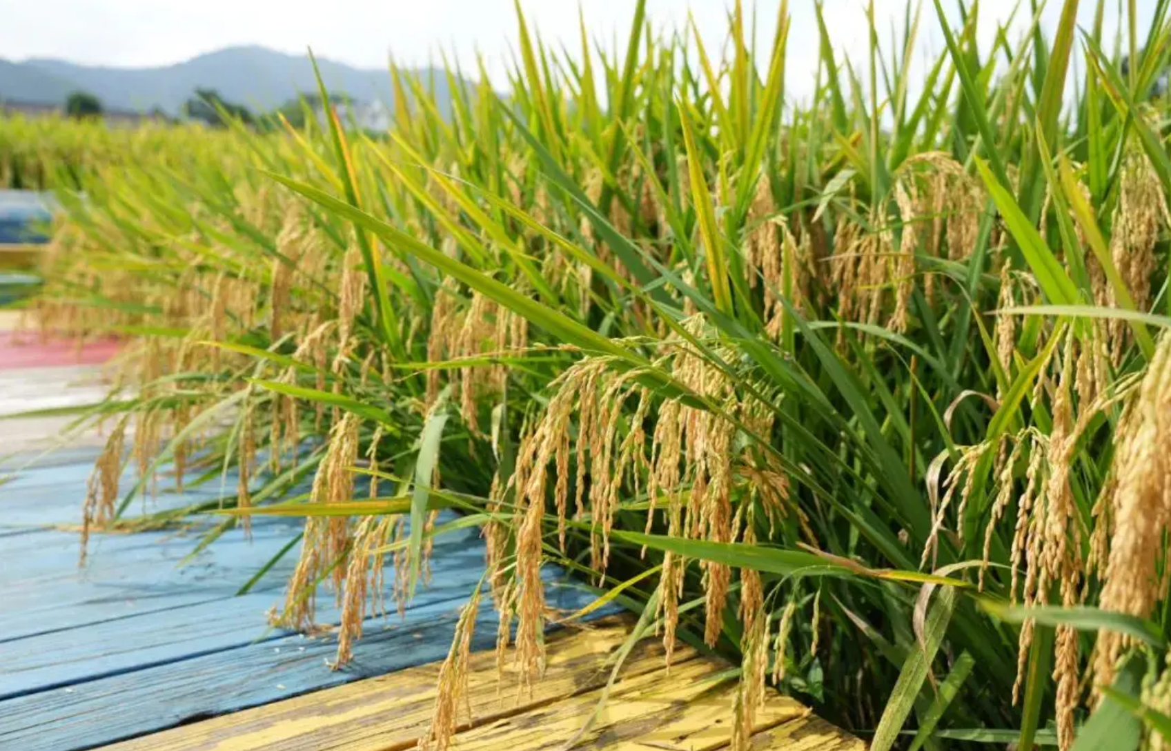 再生稻头季收割后如何促发再生蘖?水肥管理关键点?