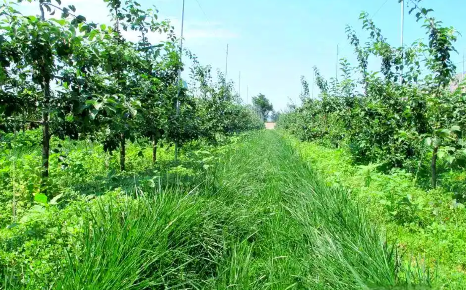 果园生草覆盖技术如何选择草种?碳汇收益如何计算?