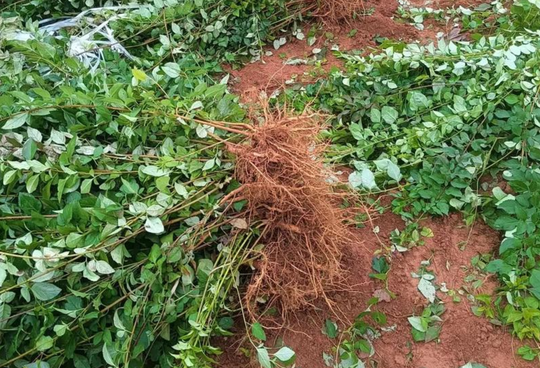 中药材连翘种植如何防治根腐病?种苗选择有啥标准?