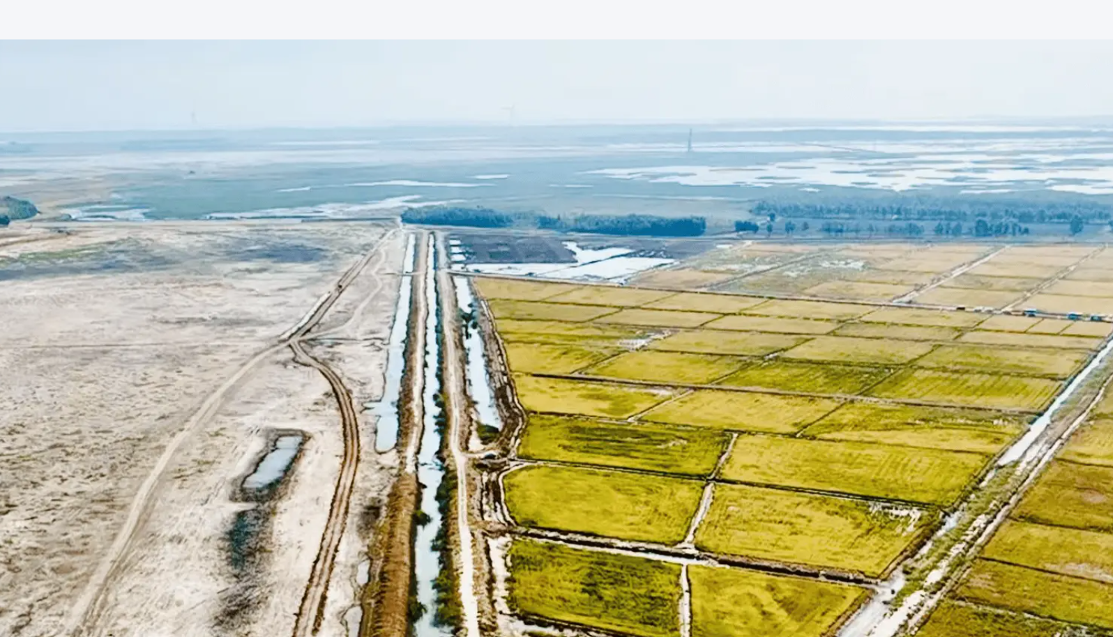 2025 年盐碱地水稻 “以水压盐” 最佳灌溉制度：“控深保浅干湿交替” 亩产增 18%