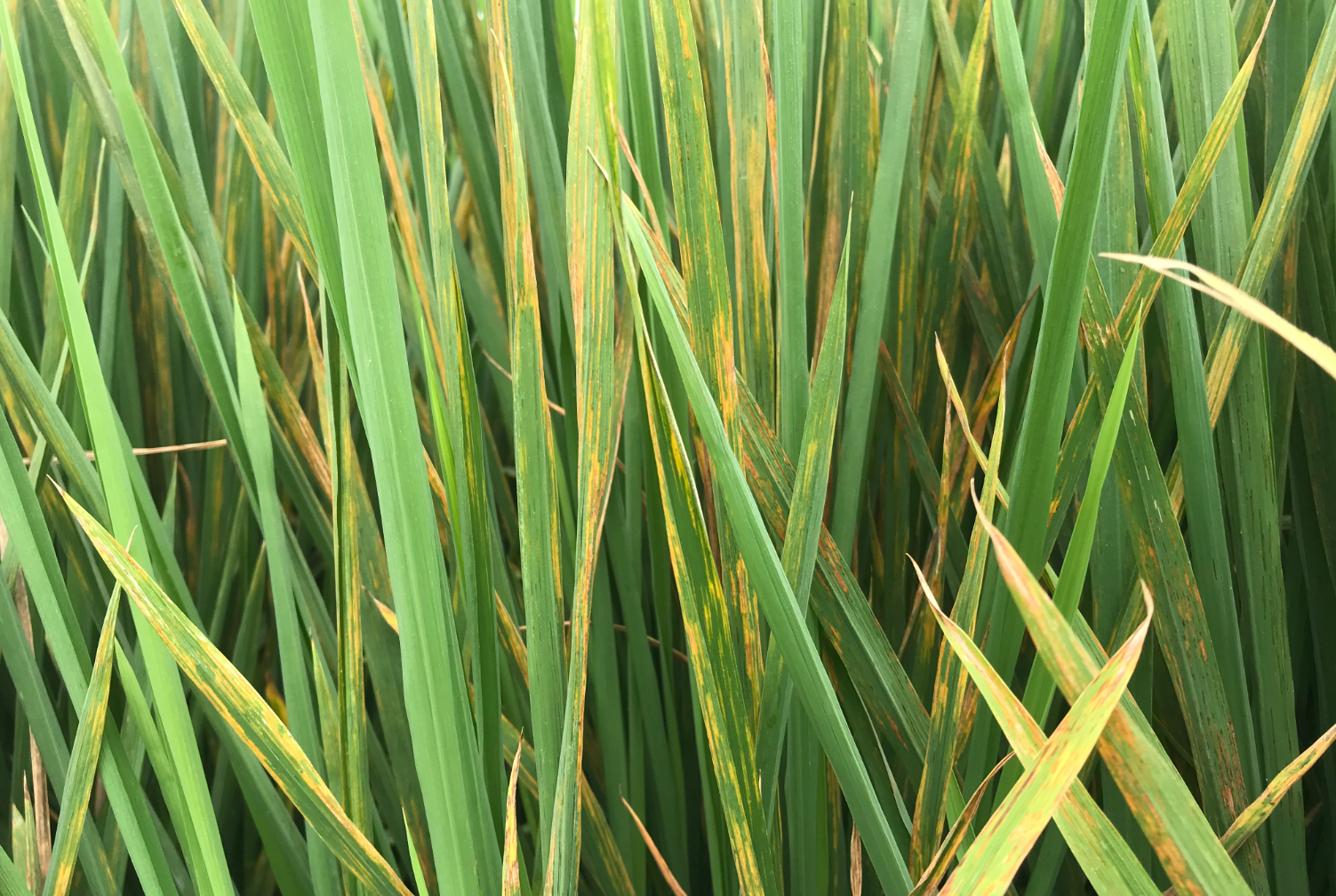 细菌性条斑病爆发后如何紧急处理？能否使用无人机飞防？​