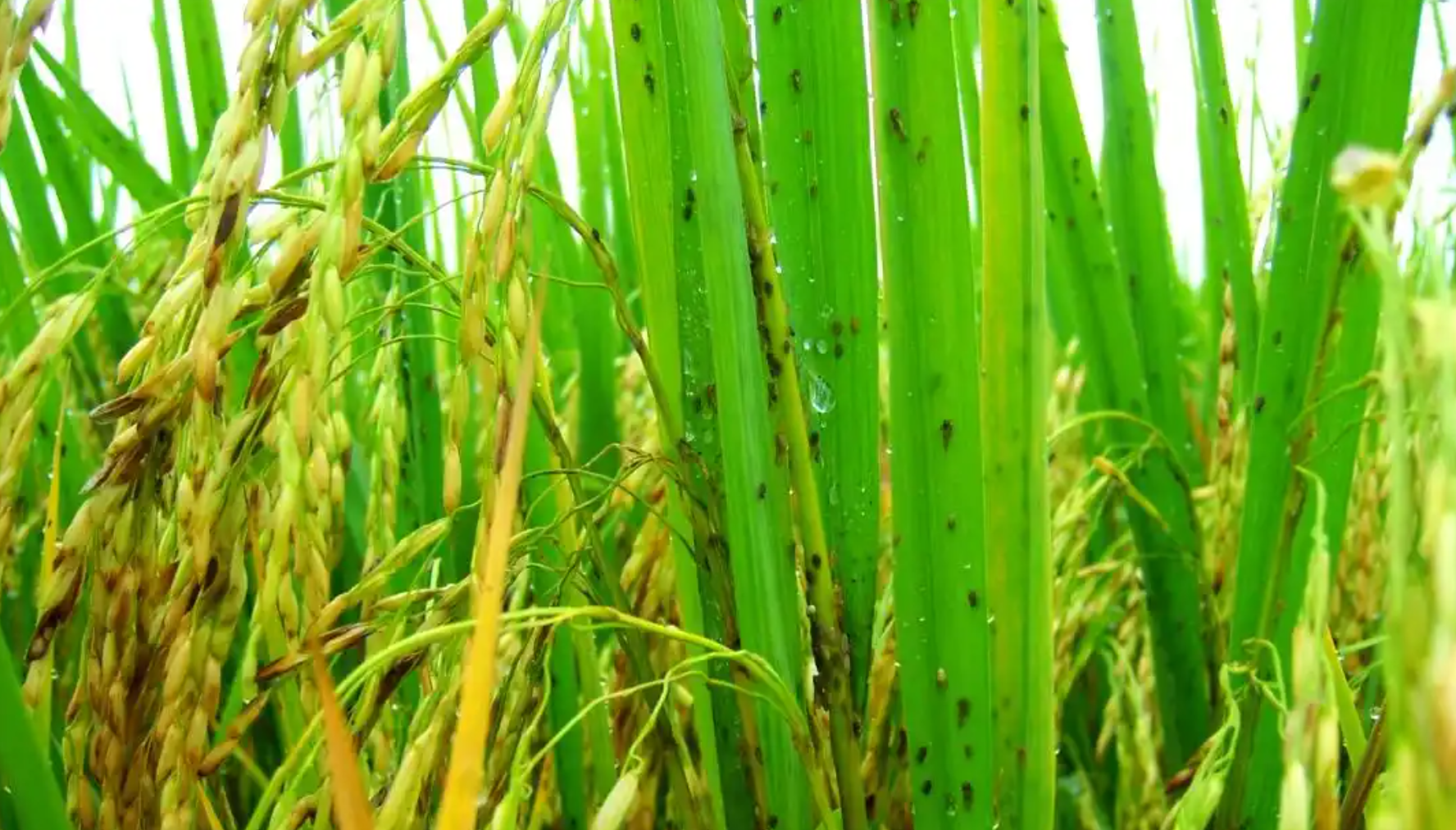 抗药性稻飞虱肆虐怎么办？新药与综合防控策略全解析