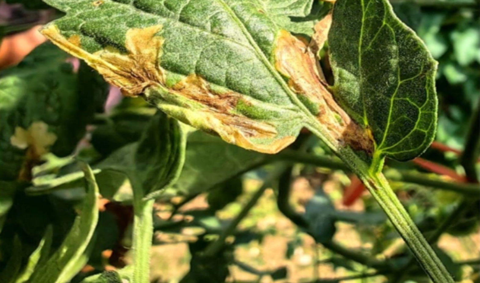 ​​番茄潜叶蛾抗性监测如何开展？农户如何自检？​