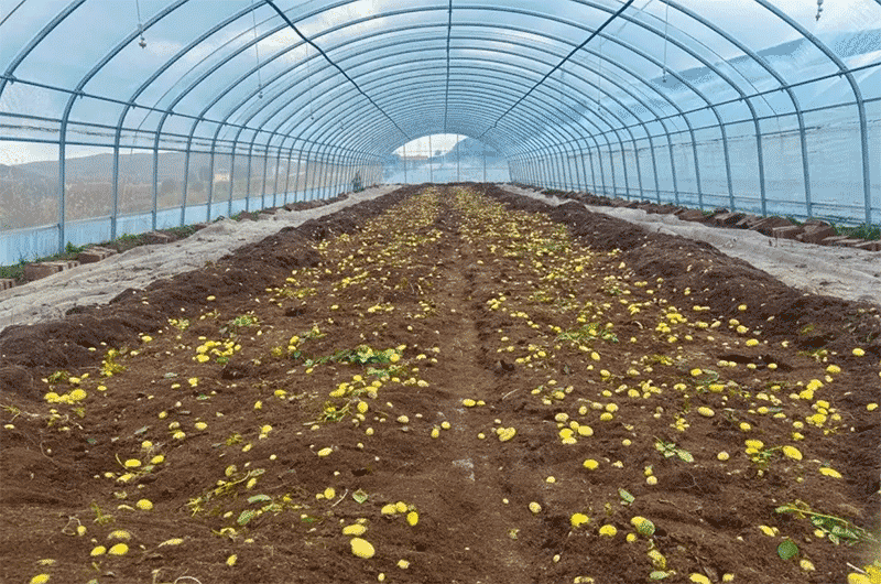 秋冬马铃薯种植的最佳时间和高产栽培技术要点是什么？