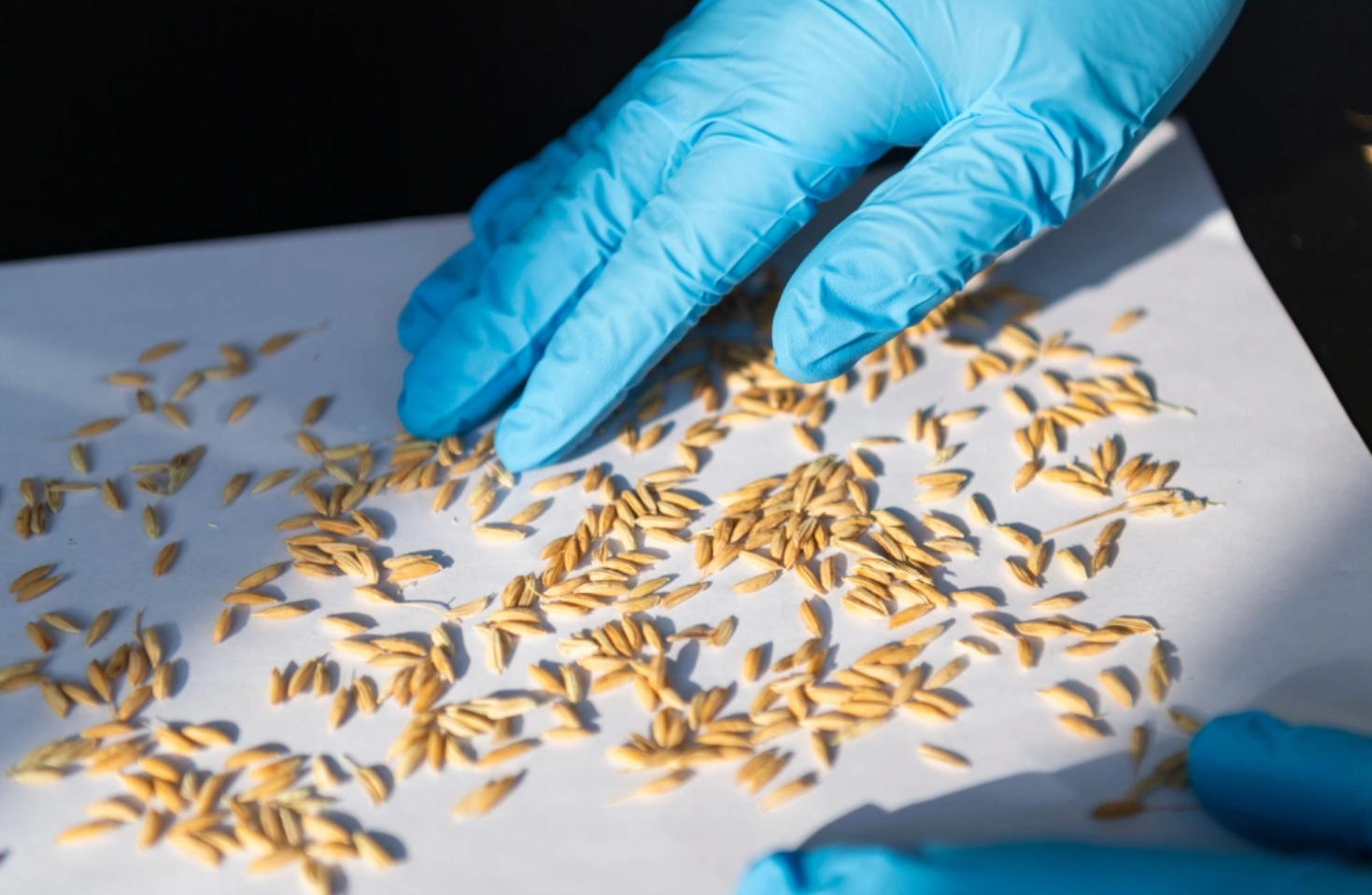 中国农大肇东实验站连续三年实现玉米“吨粮田”背后的技术密码