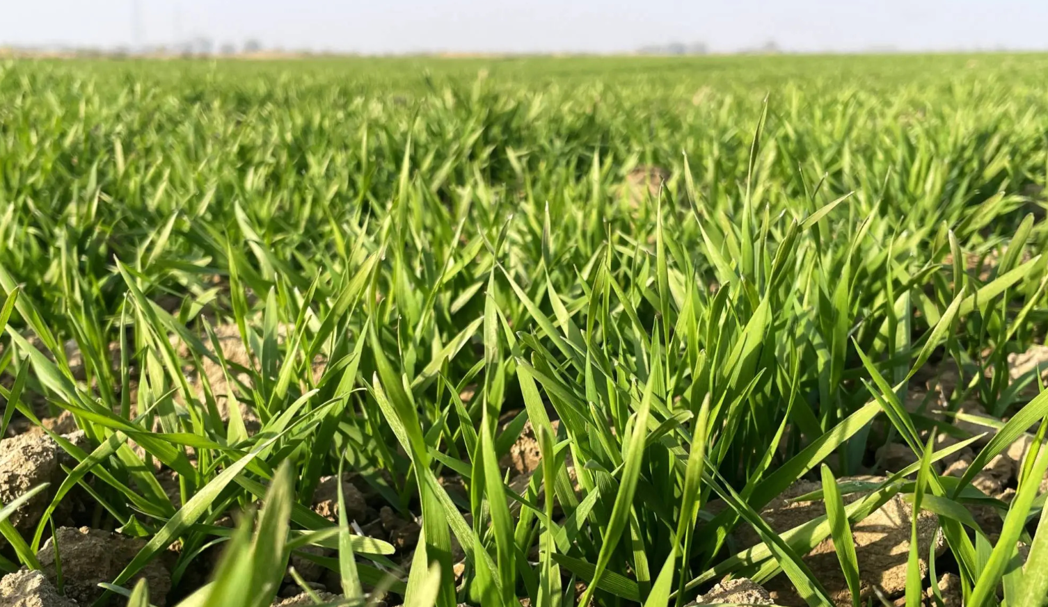 秋冬种小麦如何选择品种才能兼顾产量和抗病虫害能力？