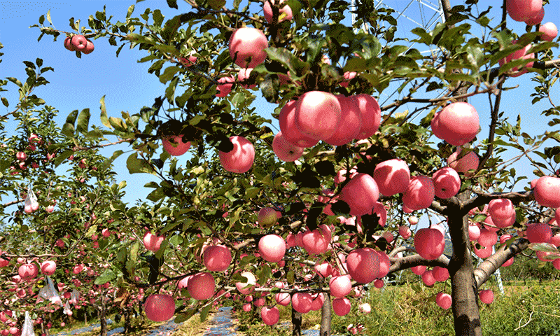 益生菌苹果精准施用指南：选 3 类核心菌种  抓 &ldquo;四期一法&rdquo; 糖度提 1.2 度